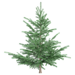 Balsam fir tree isolated on transparent background