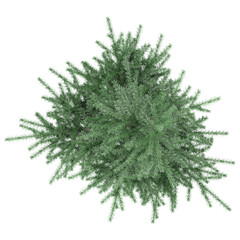 beautiful Balsam fir tree isolated on transparent background from the top view