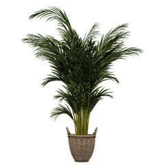 collection of Areca palm with realistic style