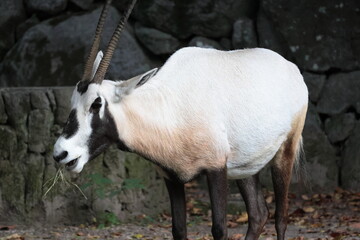 アラビアオリックス