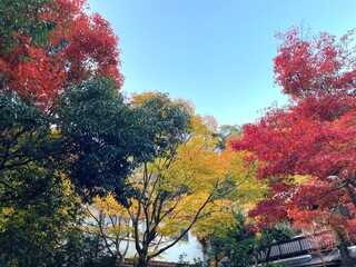 鮮やかな日本の山の紅葉