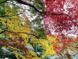 鮮やかな日本の山の紅葉