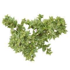 collection of Dogwood plant with realistic style from top view