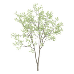 collection of Eucalyptus tree with realistic style