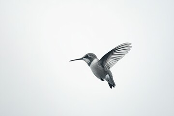 Graceful Flight: Stunning Full-Body Photograph of a Vibrant Hummingbird on White