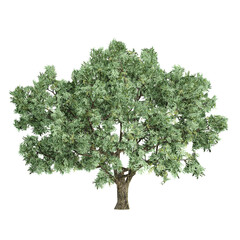 Obraz premium collection of Salix fragilis tree with realistic style