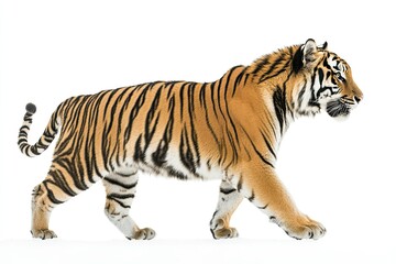 Obraz premium Majestic Tiger in Motion: Side View Photography on a White Background