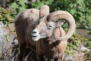 オオツノヒツジ