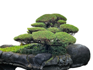 Creative garden design with artistically shaped trees, sprawling grass, and and natural stone arrangements for an elegant touch on a transparent or white background