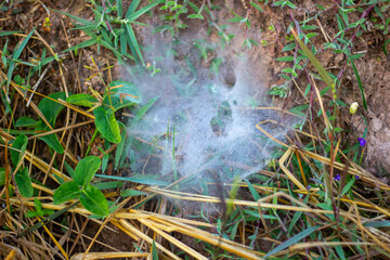 Spider webs in rice fields 