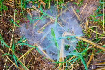 Spider webs in rice fields 