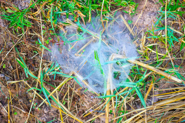 Spider webs in rice fields 