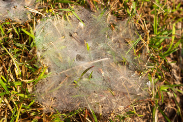 Spider webs in rice fields 