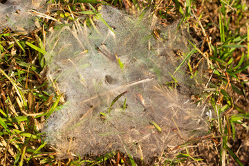 Spider webs in rice fields 