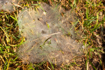 Spider webs in rice fields 