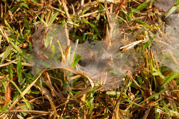 Spider webs in rice fields 