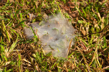 Spider webs in rice fields 