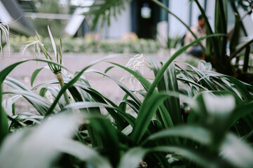 Hymenocallis littoralis, commonly known as the beach spider lily