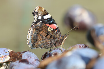Admiral - Red admiral