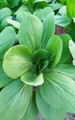 Fototapeta premium Pakcoy (Brassica rapa L.) is fresh and green, comes from China and can be planted using hydroponic media. 