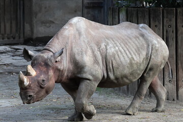 Naklejka premium ヒガシクロサイ