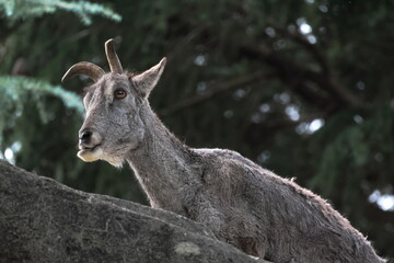 スーチョワンバーラル