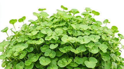 Lush Green Plant in Loamy Soil on White Background
