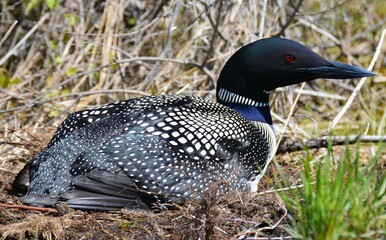American Loon