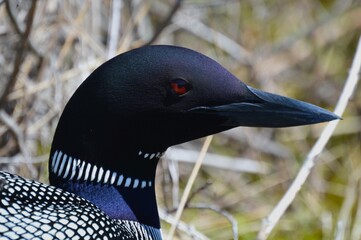 American Loon