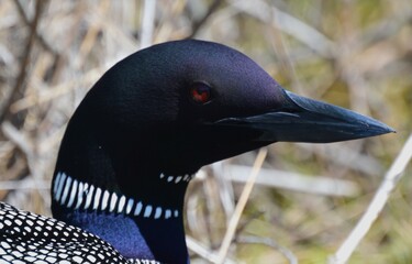 American Loon