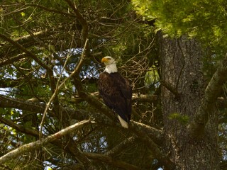 Bald Eagle Perching