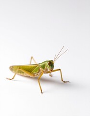 Fototapeta premium close-up look of grasshopper in a white background.