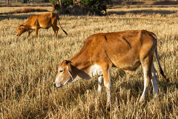 Native Thai cattle breeds