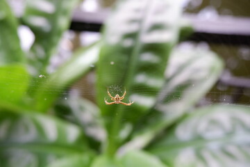 spider web on mango tree