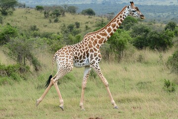 Obraz premium Elegant Giraffe Walking Gracefully Through Lush Grasslands in a Scenic African Landscape with Vibrant Greenery Surrounding the Majestic Animal