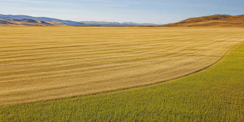Obraz premium Golden wheat field stretches across rolling hills under a clear blue sky