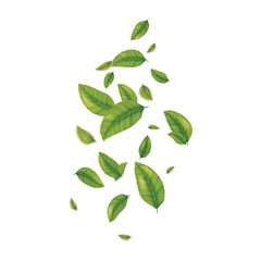 Flying leaves Green isolated on White Nature Vector Background