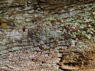 the texture of a large mango tree bark that is old from close range