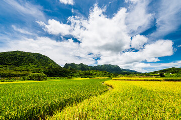 Fototapeta premium large area of rice fields with mountains under the blue sky in Fuli of Hualien, Taiwan.