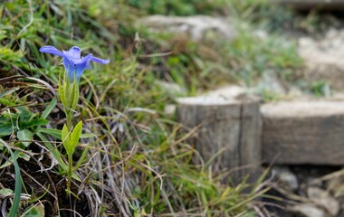 Close-up of a little blue flower