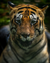 Male Royal Bengal tiger
