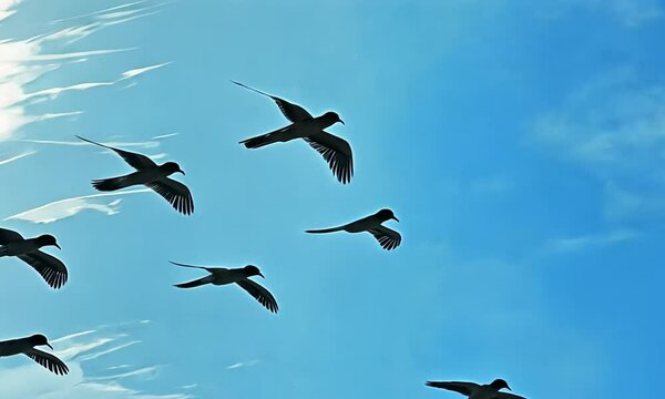 A serene illustration of birds soaring against a blue sky with soft clouds.