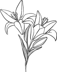 Couple of hand drawn lilies. Botanical illustration.