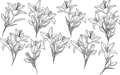 Set of vector han drawn lilies bouquets.