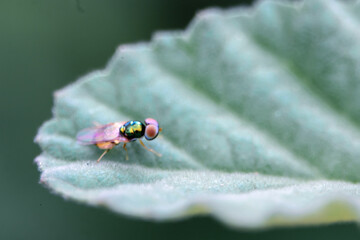 close up photo of a fly on a leaf