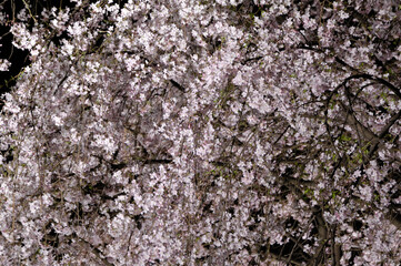 Cherry blossoms at night  Tokyo, Japan /  夜桜　東京　日本