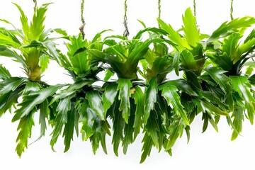 Obraz premium Green Plants Hanging on White Background