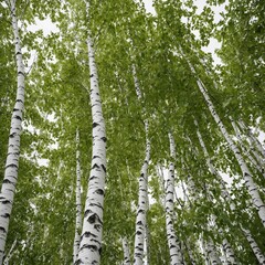 Fototapeta premium A silver birch tree with white bark and shimmering green leaves, on a white background.