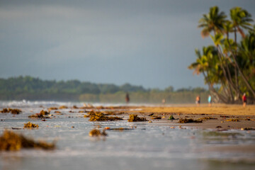 A serene beach scene with Sargassum and palm trees swaying in the gentle breeze