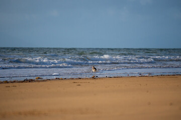 A Serene and Picturesque Beach Landscape Featuring Gentle Waves and a Bird in Tranquility